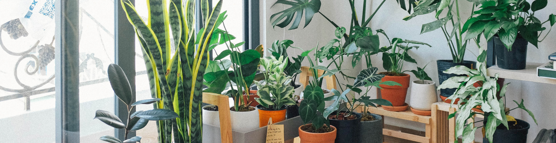 5 Best Indoor Plants and How to Care for Them